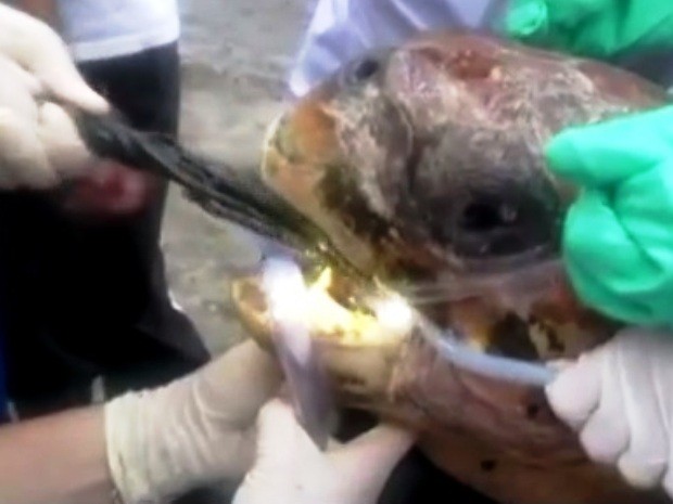 Petrecho de 90cm foi retirado de tartaruga cabeçuda em Itanhaém, SP (Foto: Divulgação/Instituto Gremar)