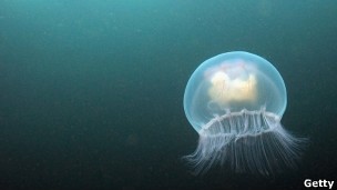 Medusa tem bioluminescência que pode ajudar pesquisas (Foto: Getty Images)