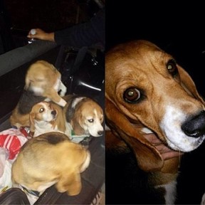 Flavia Camargo posta foto sobre Beagles (Foto: Instagram/Reprodução)