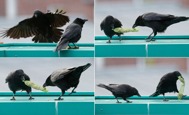 O fótografo Jochen Luebke flagrou dois corvos brigando por comida. A cena foi registrada na segunda-feira (17) em Hanover, na Alemanha. (Foto: Jochen Luebke/AFP)