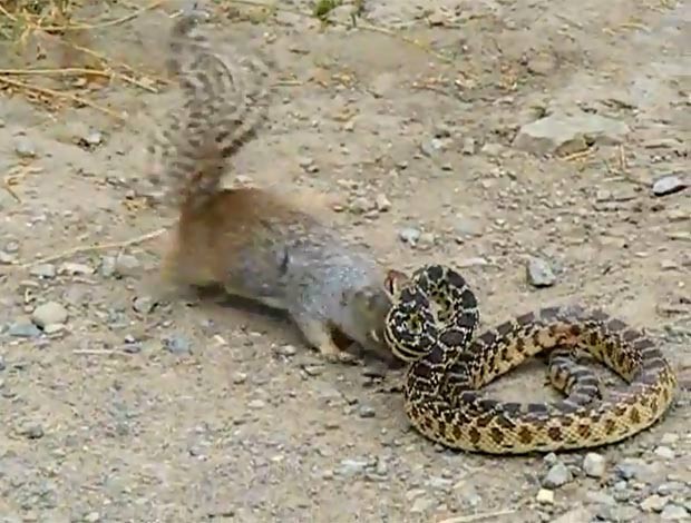 Em um vídeo de 2011, um esquilo foi filmado atacando uma cobra-touro O roedor morde diversas vezes o réptil, apesar dos ataques do rival. No final, a cobra tenta fugir, mas o esquilo não desiste. (Foto: Reprodução)