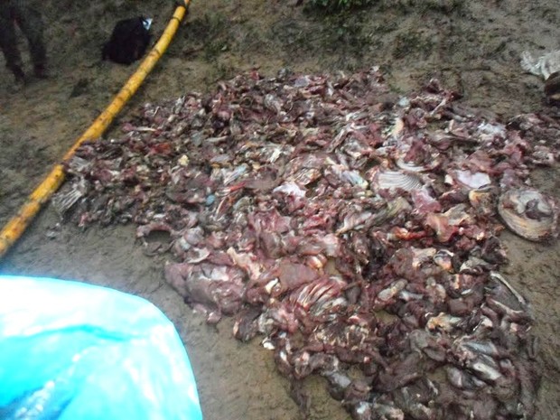 Carne de animais silvestres seria comercializada (Fot Divulgação Pelotão Ambiental)