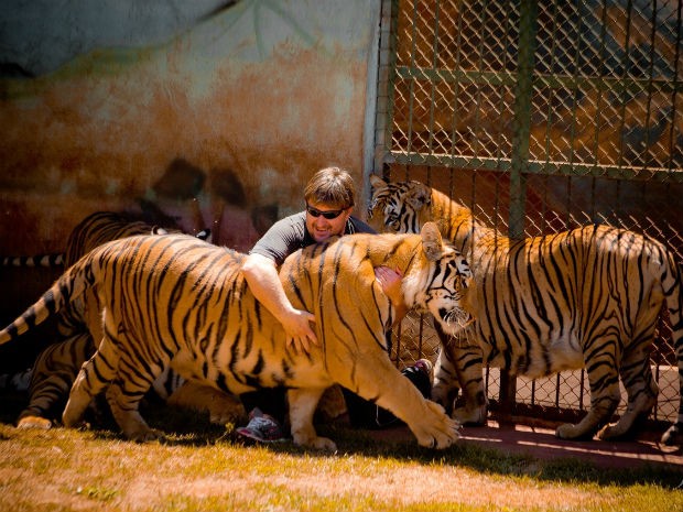 Além dos 12 tigres, mantenedouro abriga mais duas leoas e cães (Foto: Arquivo Pessoal)