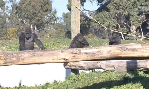 Visitante foi banido de zoo neozelandês após imitar gestos de gorila (Foto: Reprodução/YouTube/ CTV) Visitante foi banido de zoo neozelandês após imitar gestos de gorila (Foto: Reprodução/YouTube/ CTV)