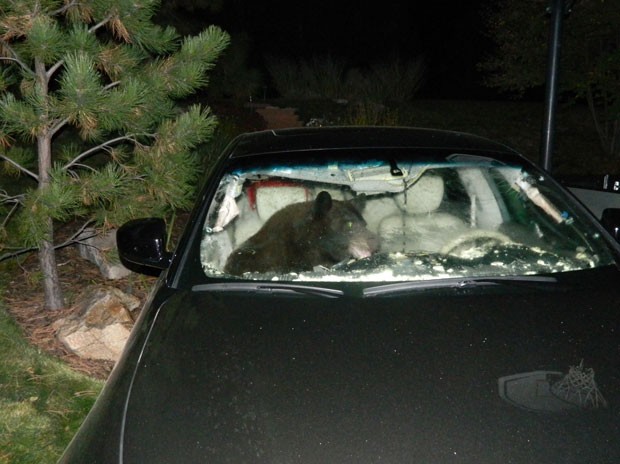Urso invadiu carro em Castle Pines, no estado do Colorado (Foto: Douglas County Sheriff's Office/AP)
