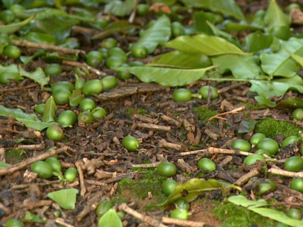Frutos não resistiram à chuva de granizo e caíram dos galhos (Foto: Eder Ribeiro/EPTV)