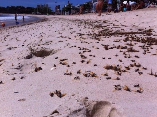 Infestação de tanajuras surpreende banhistas em Camburi (Foto: Camila Altoé/ VC no ESTV)