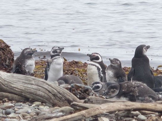 Pinguins na pinguineira de Punta Arenas, no Chile (Foto: Eduardo Carvalho/G1)