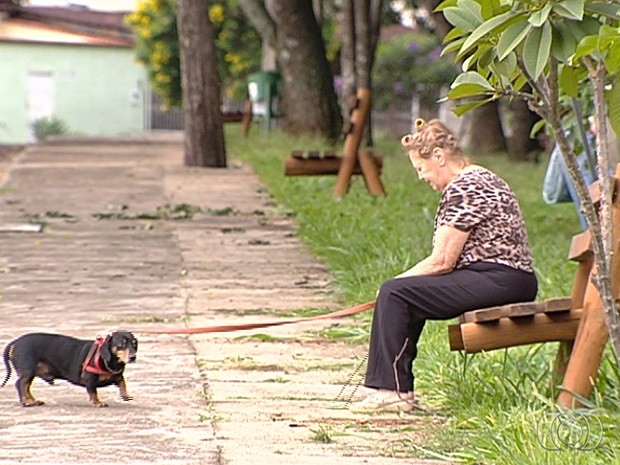 Onda de furtos e roubos de cachorros assusta proprietários, em Goiânia, Goiás (Foto: Reprodução/TV Anhanguera)