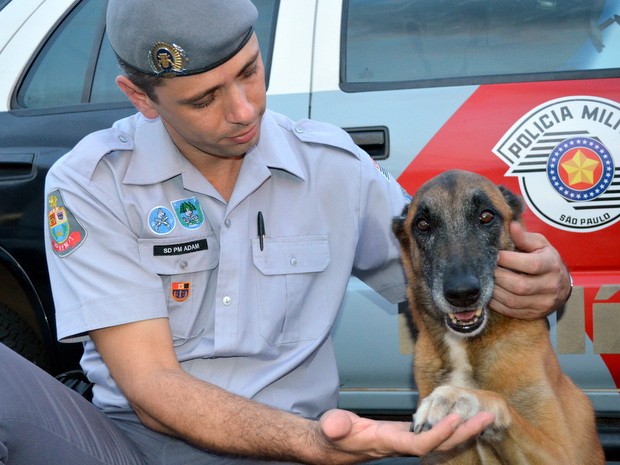 Cachorro campeão da Polícia Militar luta contra câncer em Piracicaba (Foto: Fernanda Zanetti/G1)