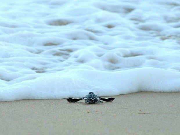 Tamar disse que fenômeno é uma raridade nas praias da Grande Vitória, espírito santo. (Fot Carlos Alberto Silva/ A Gazeta)