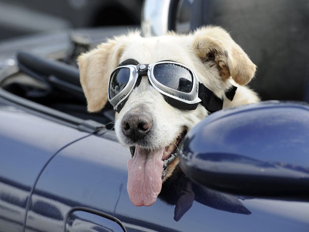 O cão Mo é visto de óculos de piloto em estacionamento de supermercado na cidade alema de Gelsenkirchen, em 23 de agosto de 2011 (Foto: AP) O cão Mo é visto de óculos de piloto em estacionamento de supermercado na cidade alema de Gelsenkirchen, em 23 de agosto de 2011 (Foto: AP)