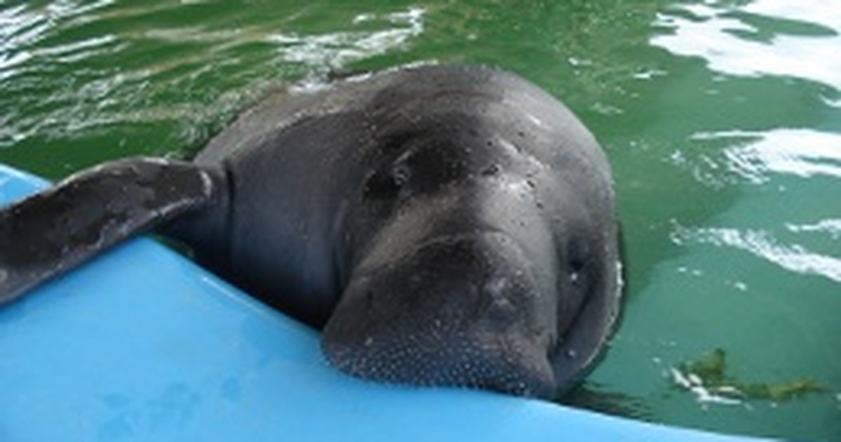 G1 Projeto de conservação do peixeboi no AM expande área de estudo notícias em Amazonas G1 Projeto de conservação do peixeboi no AM expande área de estudo notícias em Amazonas