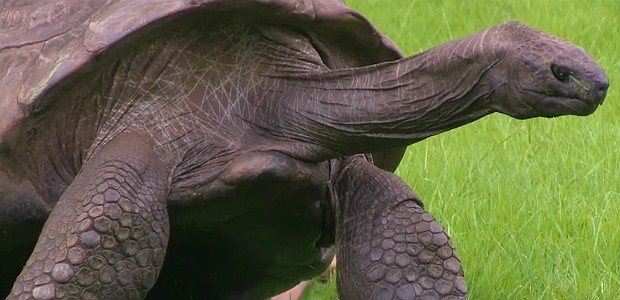 184 anos animal mais antigo do mundo toma seu 1º banho Assista