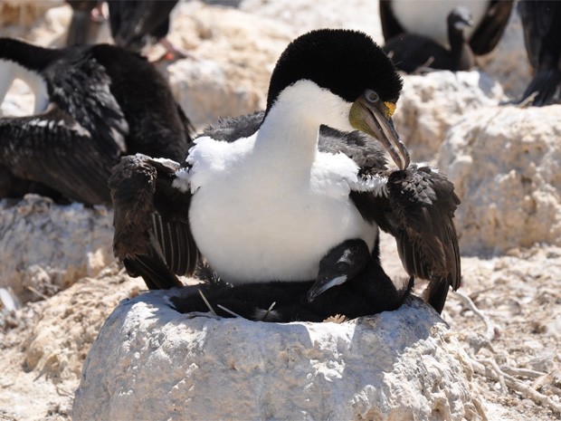 O cormorão imperial, pássaro encontrado na Patagônia, teve seu comportamento alimentar registrado em vídeo (Foto: Wildlife Conservation Society/Divulgação) O cormorão imperial, pássaro encontrado na Patagônia, teve seu comportamento alimentar registrado em vídeo (Foto: Wildlife Conservation Society/Divulgação)