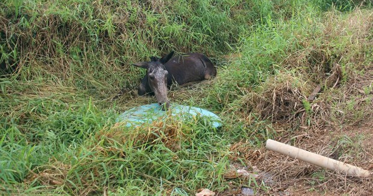 G1 Veterinária que aplicou injeção letal em mula pode ser investigada, em RO notícias em G1 Veterinária que aplicou injeção letal em mula pode ser investigada, em RO notícias em