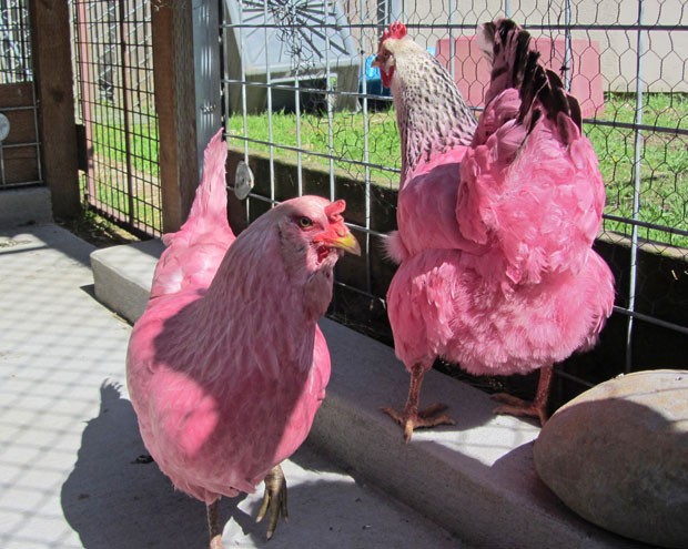 Autoridades do Oregon apreenderam duas 'galinhas rosas' (Foto: Randall Brown/Multnomah County Animal Services/AP)