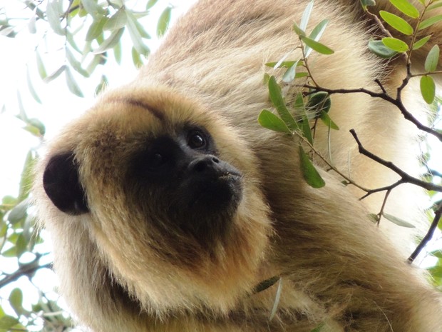 Macaco sauá avistado na região de Pitangui (Foto: Norberto Lobato/Arquivo pessoal)