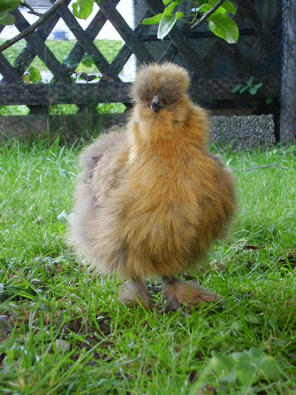 Galinha Sedosa ou Silk Chicken (Foto: Divulgação/ Wikipedia By Boris Bartels )