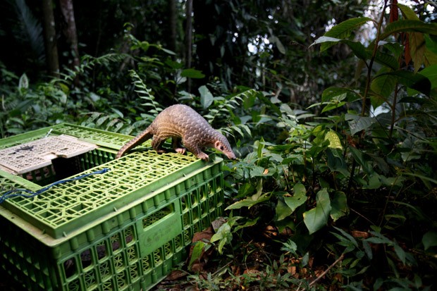 Pangolim é liberado na natureza, depois de apreensão de carga ilegal (Foto: AP Photo/Binsar Bakkara)