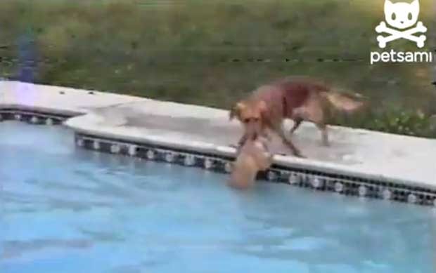 Após 20 segundos, filhote é resgatado da piscina (Foto: Reprodução/YouTube/Petsami)