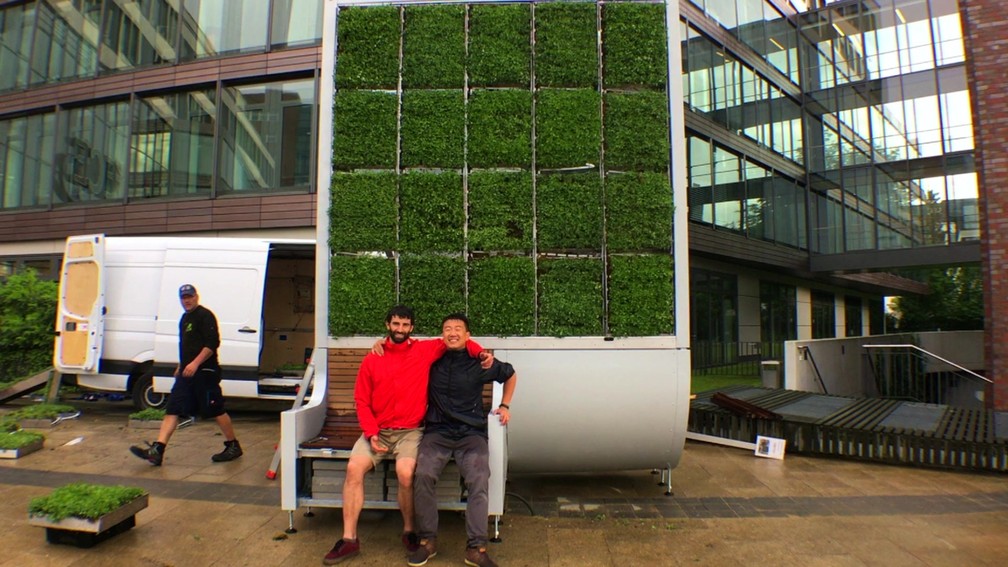 'Árvore' de musgos absorve poluição da cidade (Foto: BBC)