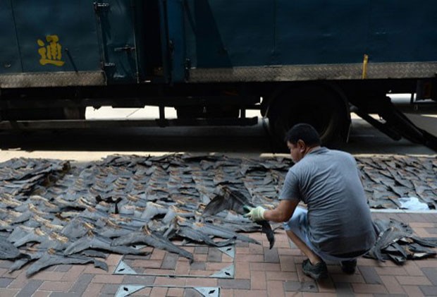 Centenas de barbatanas de tubarão são expostas em via de Hong Kong, na China. (Foto: Dale de La Rey/AFP)