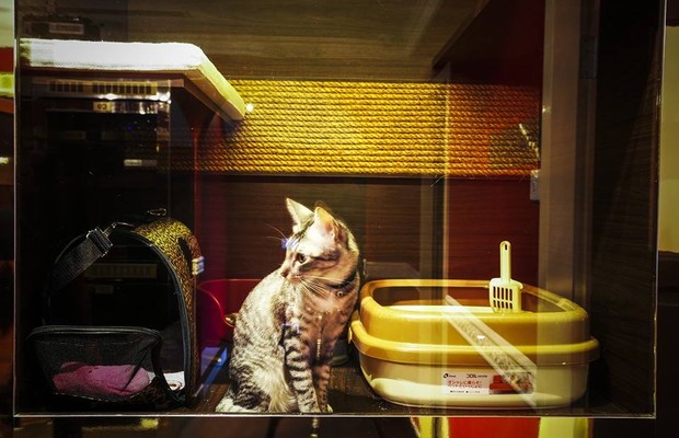 The Purrfection Suites quer deixar seu gato confortável (Foto: Reprodução Facebook The Wagington)