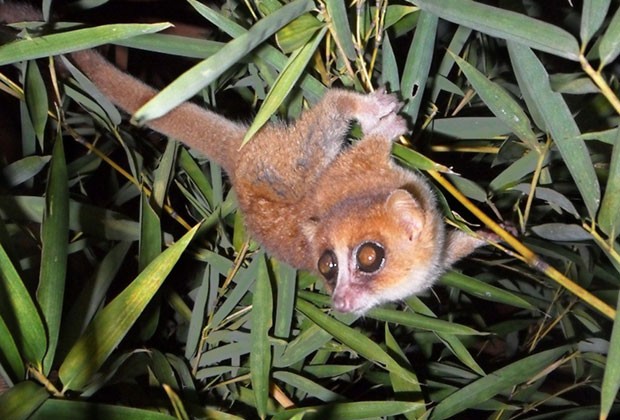 Imagem cedida pelo Centro de Primatas alemão mostra um Microcebus marohita, uma das duas novas espécies de lêmures que foram identificadas em Madagascar (Foto: AFP)