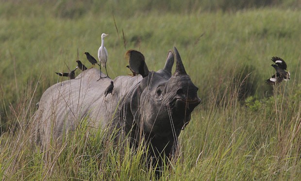 Aves dividiram espaço nas costas de rinoceronte no Parque Nacional Kaziranga (Foto: Anupam Nath/AP)