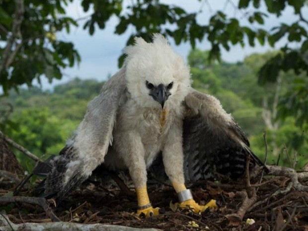 Emn Cacoal há três ninhos da ave em extinção (Fot Olivier Jaudoin PCGR/Divulgação)