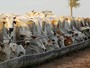 Intenção de confinamento aumentou 700% em sete anos em Mato Grosso Intenção de confinamento aumentou 700% em sete anos em Mato Grosso