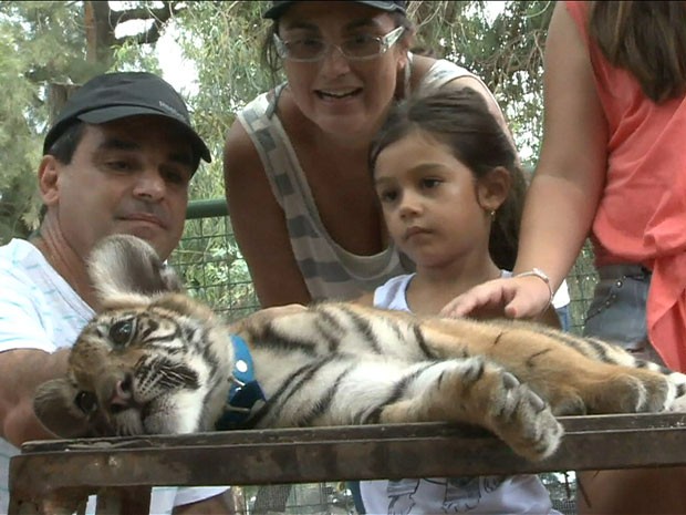 Criança faz carinho em filhote de tigre (Foto: Reprodução/BBC)