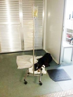Foto De Cao Tomando Soro Em Hospital De Guaruja Sp Gera Polemica Na Web Santos E Regiao G1 Fotos q vc nunca vai usar mas vai tirar print ༄. g1 globo
