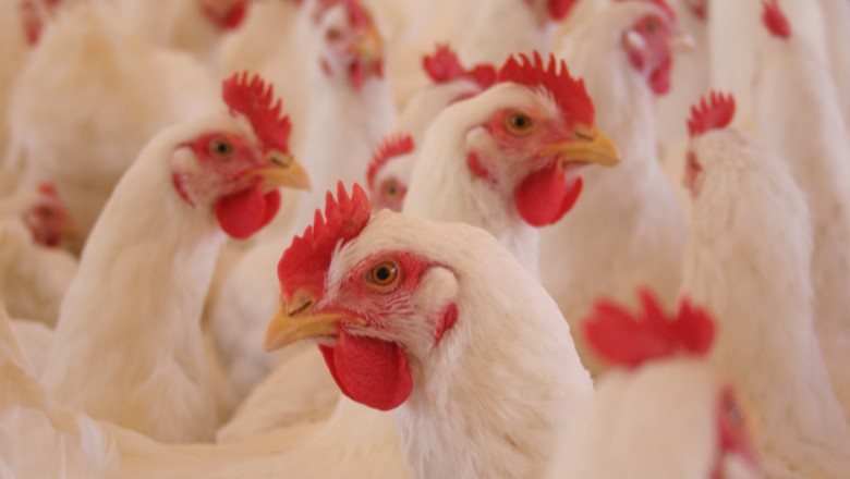 aves-frangos-corte-carne-galinha (Foto: Ricardo Padue/Ed. Globo)