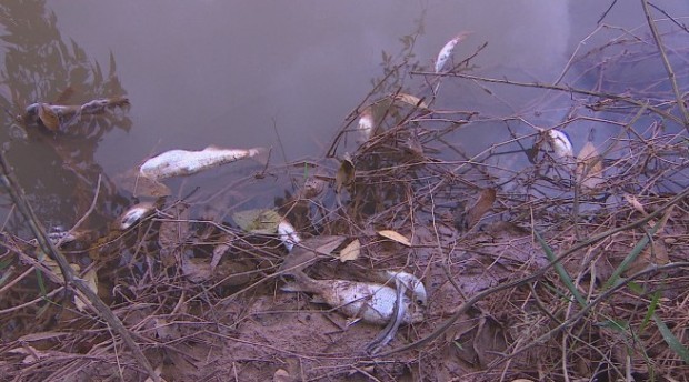 Peixes aparecem mortos no Igarapé Inferninho em Porto Velho (Foto: TV Rondônia / Reprodução)