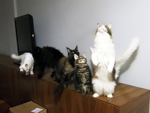 Por hobby, casal mantém 14 gatos &#39;gigantes&#39; em apartamento de Santos (Foto: Rodrigo Martins/G1)