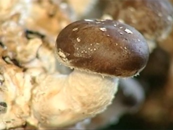 Produção de cogumelos tem se mostrado uma ótima opção de negócio (Foto: Reprodução/RBS TV)