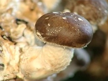 Produção de cogumelos shitake ganha destaque em Nova Friburgo