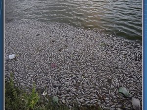 Peixes são encontrados boiando em lagoa na cidade de Anguera, na Bahia (Foto: Imagem/TV Subaé)