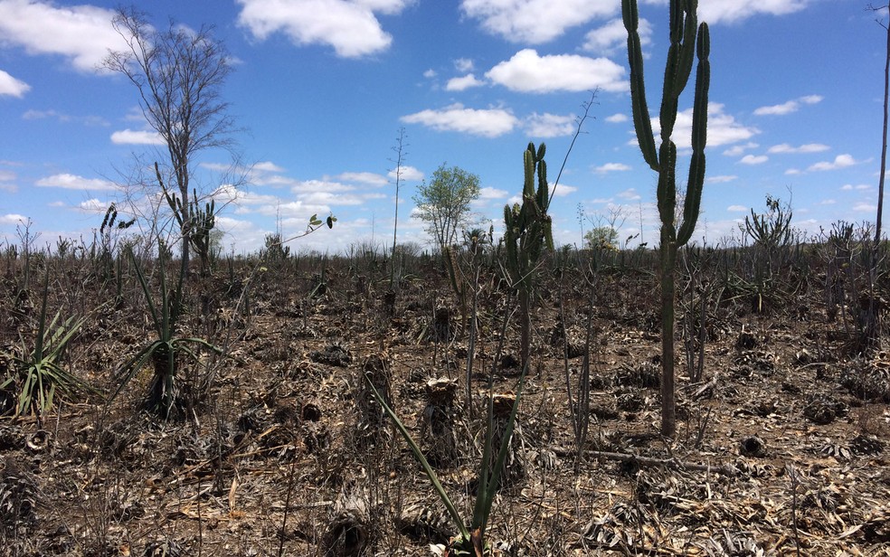 Plantação de sisal foi quase dizimada com severa seca no semiárido baiano (Foto: Henrique Mendes / G1)
