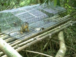 20 Macacos-de-cheiros foram encontrados por pesquisadores (Foto: Projeto Saimiri - Instituto Mamirauá)
