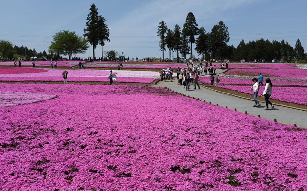 O parque Hitsujiyama, que fica perto de Tóquio (Foto: Kazuhiro Nogi /AFP)