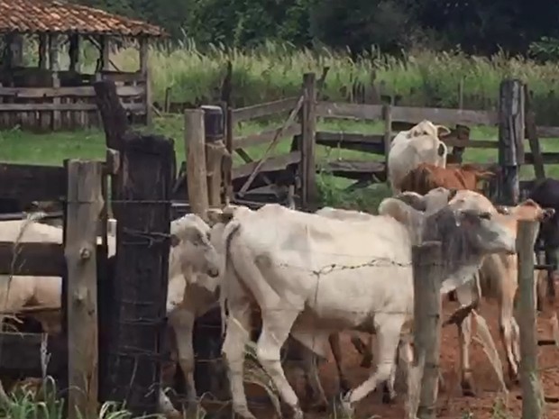 G1 Trio é Preso Por Furto De Gado Em Monte Aprazível Notícias Em