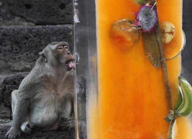 macaco lambe barra de gelo com frutas congeladas, em festival tailandês (Foto: Chaiwat Subprasom/Reuters)