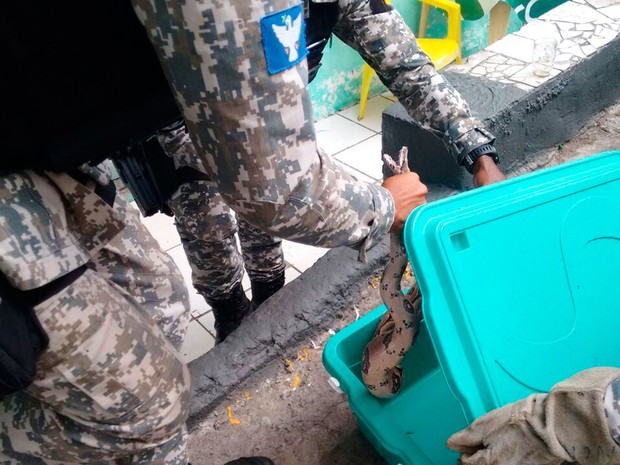 Sucuri de mais de dois metros é achada em tanque de residência (Foto: Divulgação/Guarda Municipal)