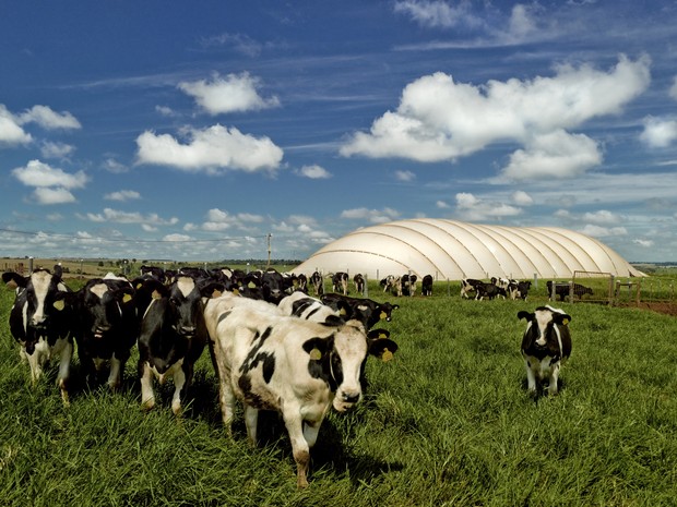 Municípios do oeste do Paraná concentram o maior número de criadores de gado, aves e suínos do estado; dejetos estão sendo usados na produção de biogás (Foto: CIBiogás / Divulgação)