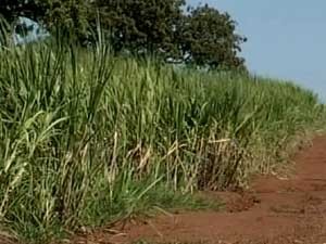 Área destinada ao plantio de cana-de-açúcar (Foto: Reprodução/TV Integração)