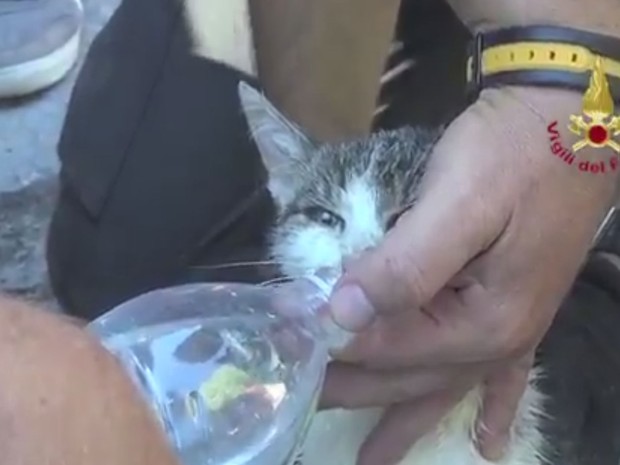 Gato foi resgatado de escombros de terremoto em Amatrice em 29 de agosto (Foto: Reprodução/Twitter/Vigili del Fuoco)