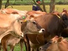 Arroba de vaca gorda é vendida por R$ 118,70, em média, em Rondônia